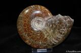 Beautiful Inch Polished Cleoniceras Ammonite #515-1